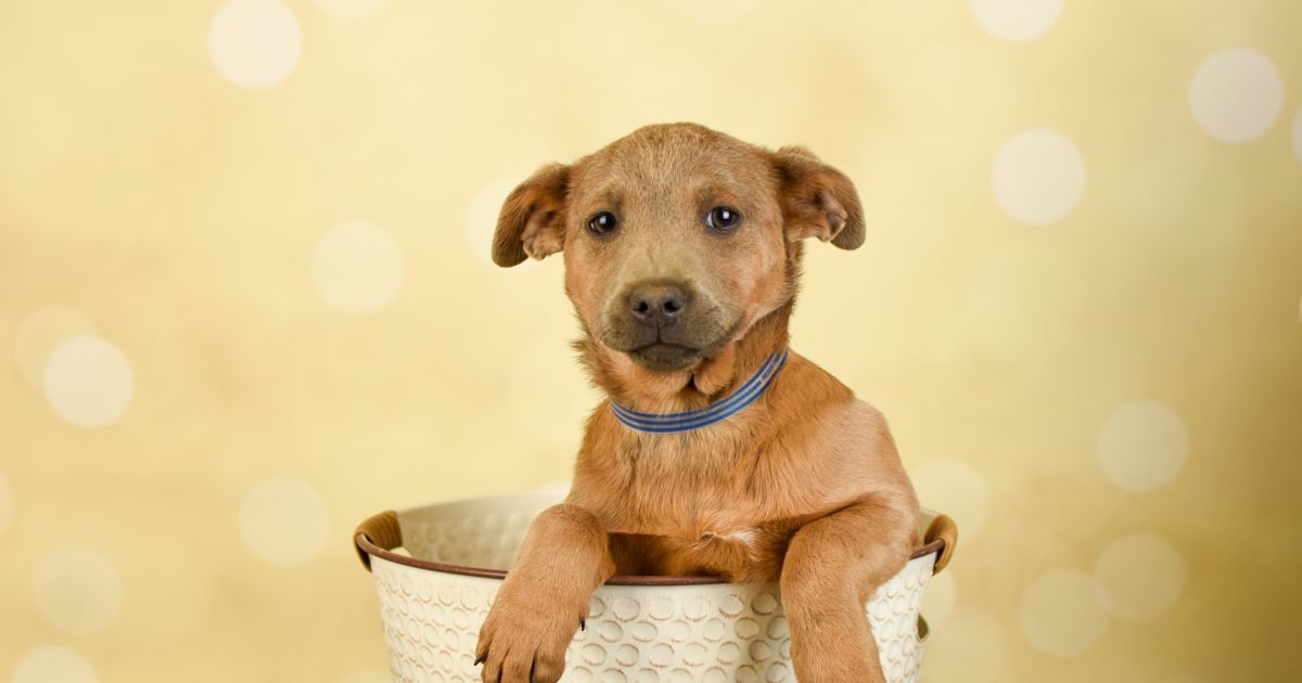 Percephony Rescued Persephone #1482-22 | Lifeline Puppy Rescue - Brighton, Colorado