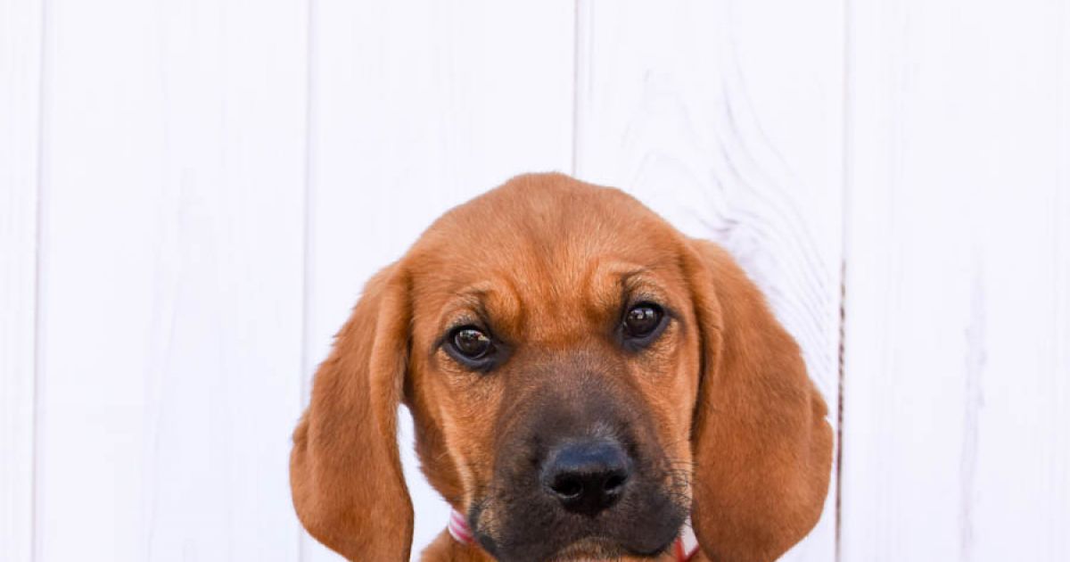 Copper #634-24 - Hound/Shepherd Mix, 10 Weeks, Boy | Lifeline