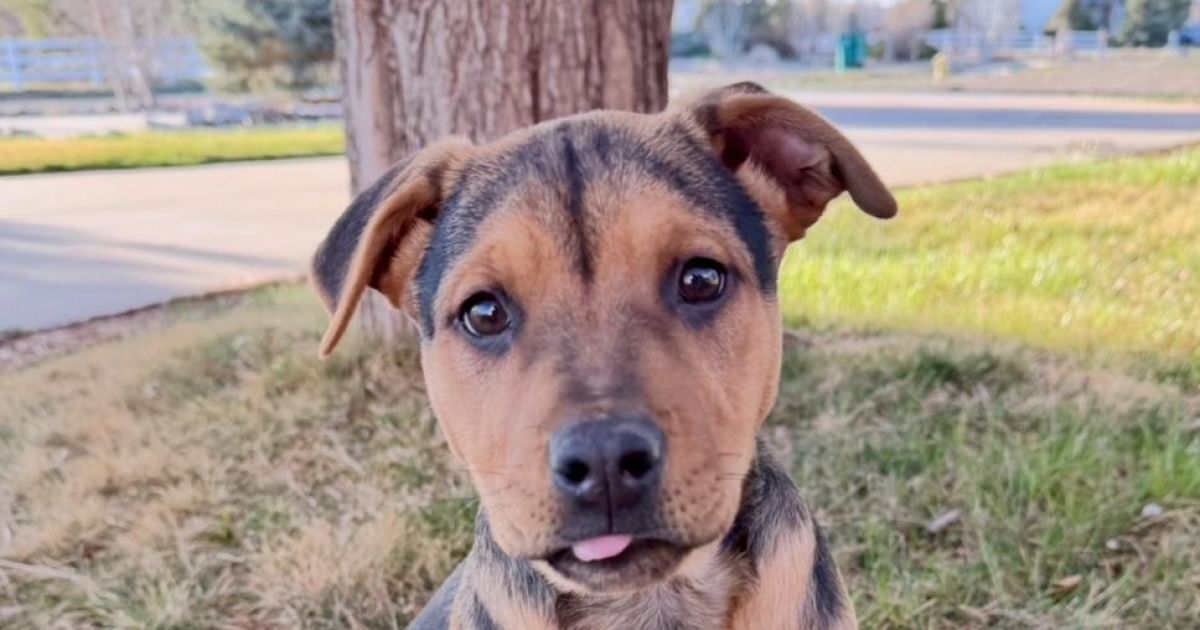 Kendal #258-25 | Lifeline Puppy Rescue - Brighton, Colorado