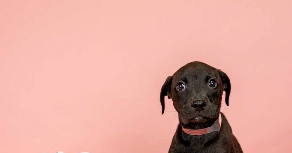 #258-26 | Lifeline Puppy Rescue - Brighton, Colorado