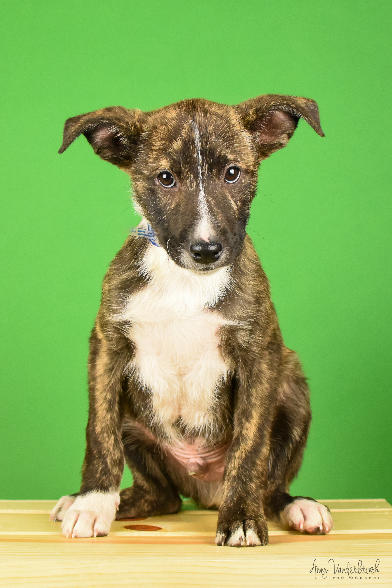 Available Puppies | Lifeline Puppy Rescue - Brighton, Colorado