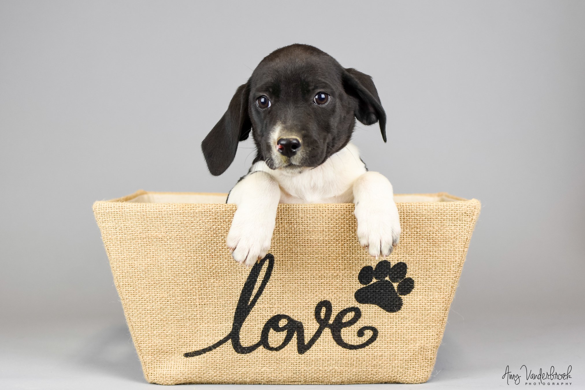 #258-20 | Lifeline Puppy Rescue - Brighton, Colorado