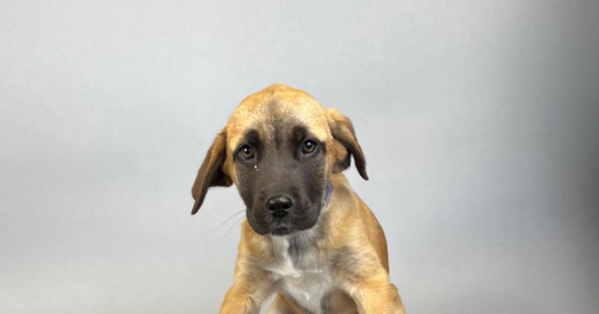 #258-22 | Lifeline Puppy Rescue - Brighton, Colorado