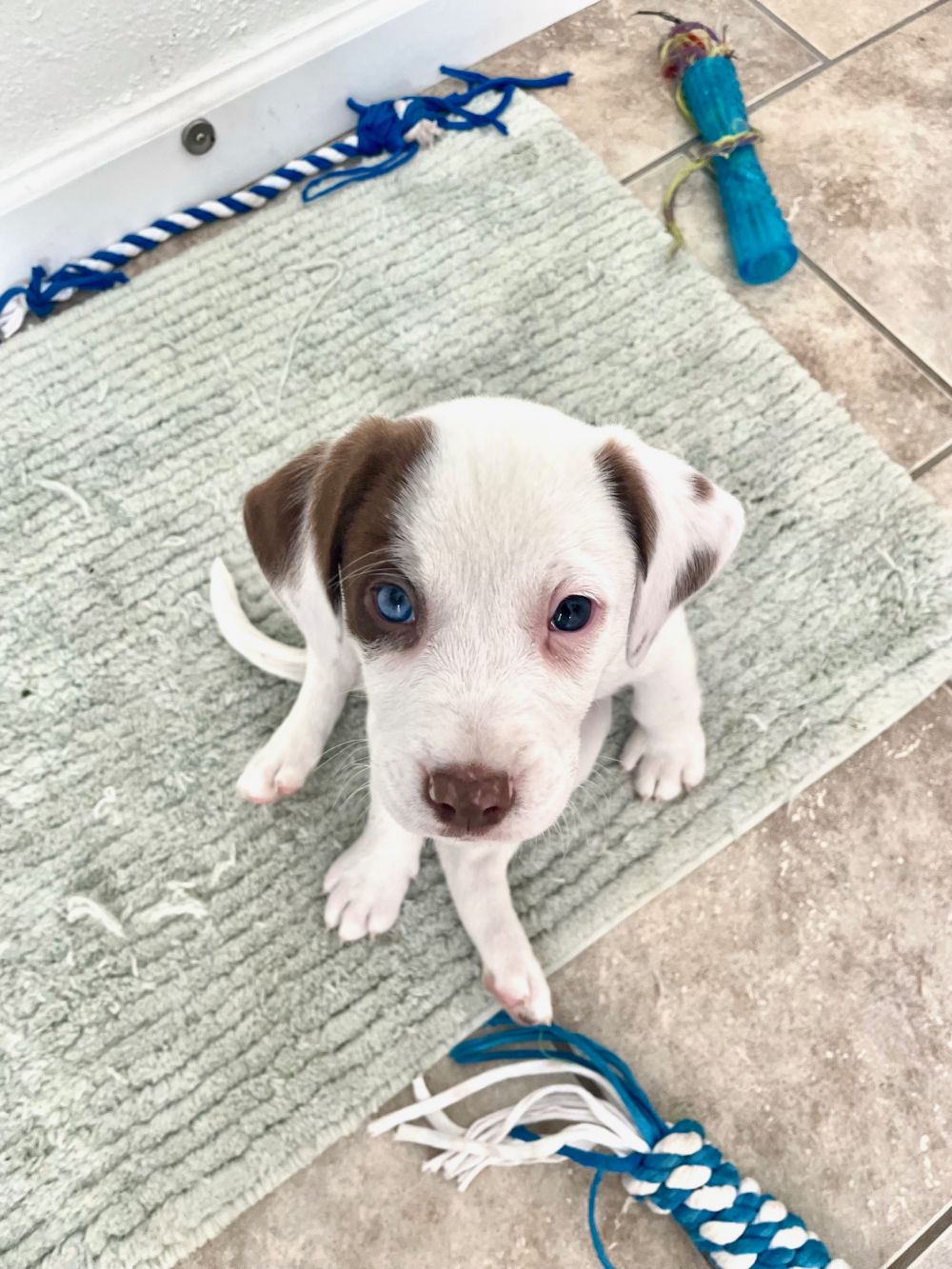 blue119's blog Images High Quality Grahic Blue #119-23 | Lifeline Puppy Rescue - Brighton, Colorado