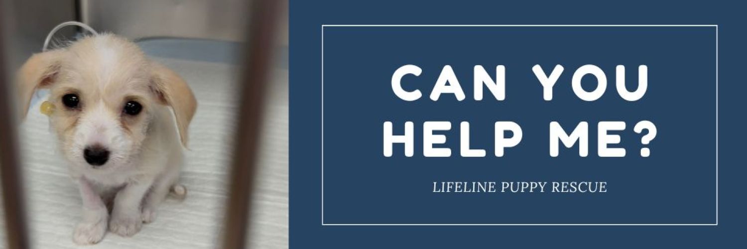 Starlight's Medical Fundraiser